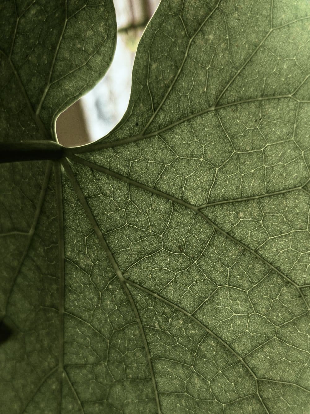 Close-up of a green leaf showing its vein structure