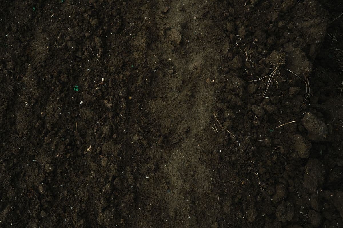 Close-up of rich, dark brown agricultural soil