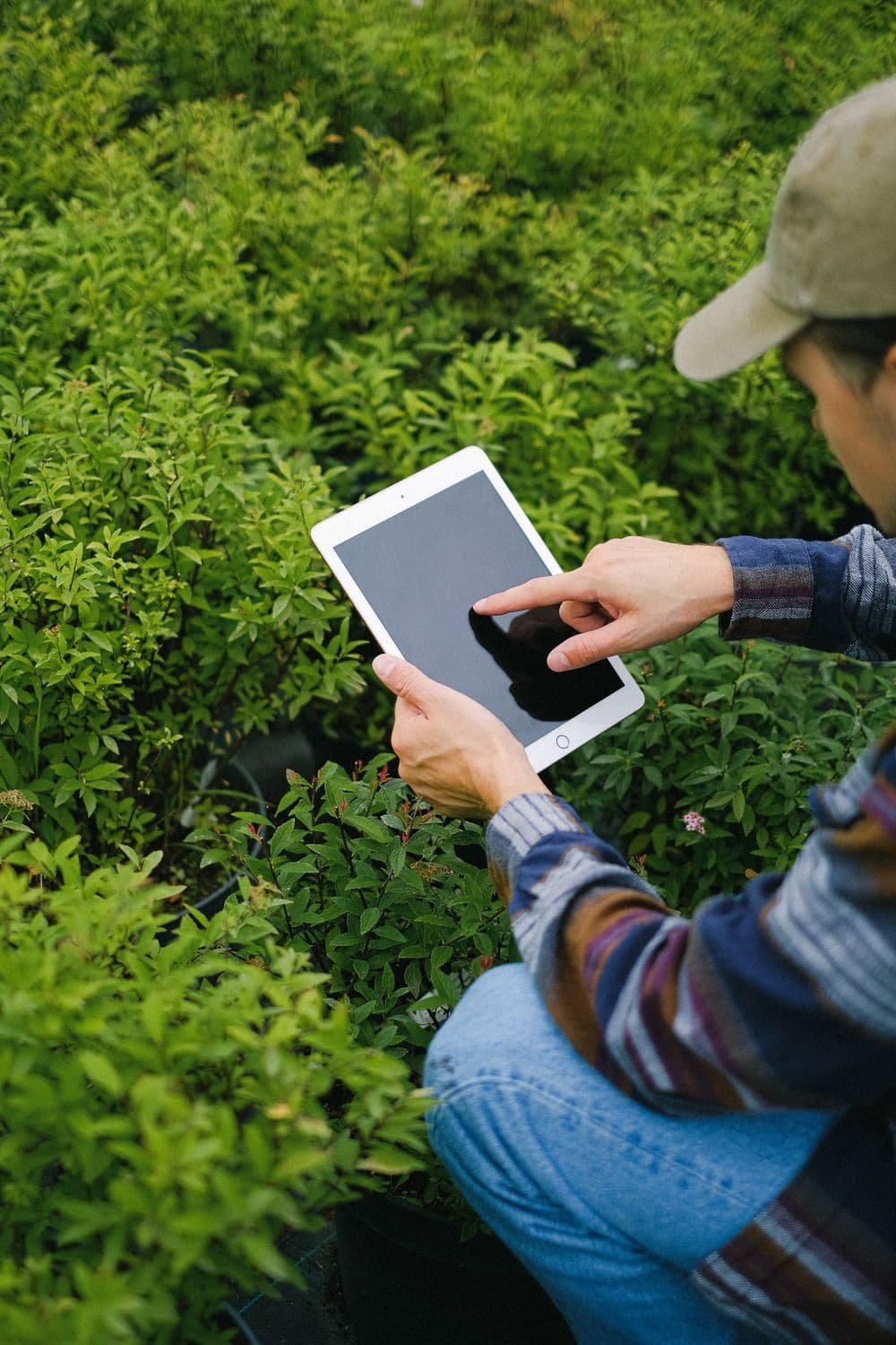 Farmer browsing a tablet while inspecting plants
